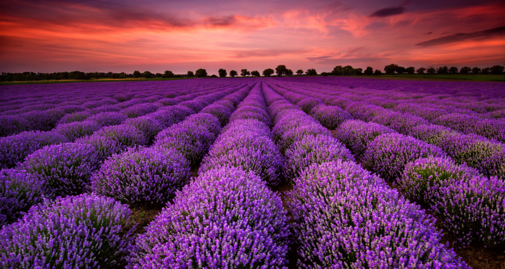 Field of purple heather at sunset