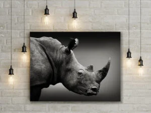 Rhino print hanging on the wall